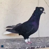 کبوتر سیاه دم سفید
