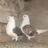 کبوتر