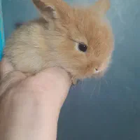 بچه خرگوش لوپ