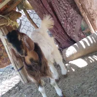 چپشت چاق چله