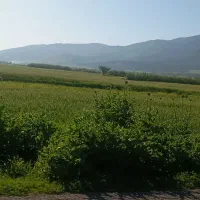زمین کشاورزی جهت کشت زعفران