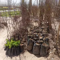 نهال پسته پیوندی