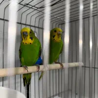 مرغ عشق به همراه قفس