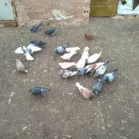 کفتر