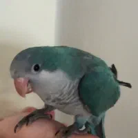 جوجه راهب