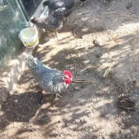 خروس امروک