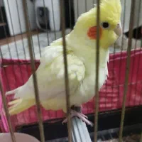 عروس هلندی