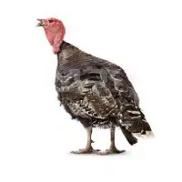 فروش تعداد محدودی بوقلمون گوشتی ارگانیک