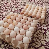 تخم‌مرغ‌تازه روستایی