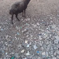 میش افشاری