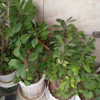 فروش گل|گل و گیاه طبیعی|بروجن, |دیوار