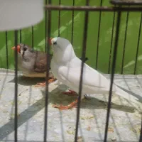 فروش فنچ زبرا