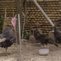 بوغلمون نر و ماده