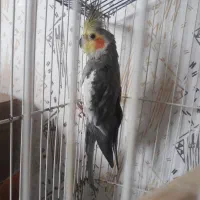 عروس هلندی سخنگو
