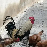 خروس محلی اصیل چاق