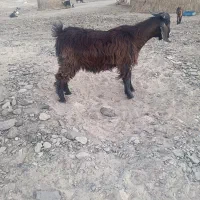تروشت کوچیک قیمت دوازده ملیون