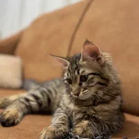 واگذاری رایگان گربه ماده4ماهه دو نژاده
