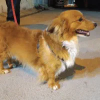 سگ دو نژاده میکس گلدن و سوسیسی گناوه