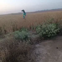 کاه دیم نرم