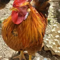 خروس