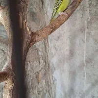 مرغ عشق ماده آماده دو عدد دونه ۲۵۰