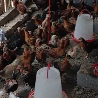 جوجه محلی دورگه