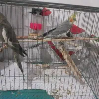 فروش عروس هلندی