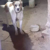 سگ گوسفندی