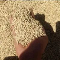 جو آبی ویلما