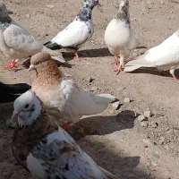 کفتر کله ای کلاهی نسل قدیم