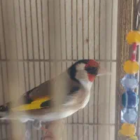 سهره نر بخون