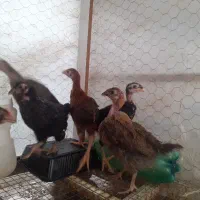 جوجه رسمی|حیوانات مزرعه|ساوه, |دیوار