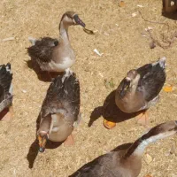 قوغاز، مرغ، مرغ شاخدار، بوقلمون