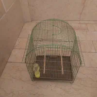 قفس پرنده