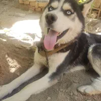 سگ هاسکی خشگل