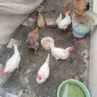 مرغ تخمی
