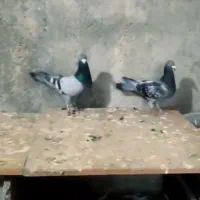 کبوتر