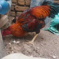 مرغ خروس لاری