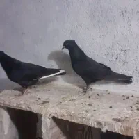 بالا اوچان