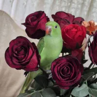 ملنگو نر  اهلی ۳ ماهه