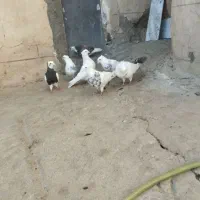 خ. ریدار. کفتر دورگ آلمانی