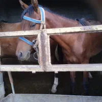 کره اسب سالم وسرحال