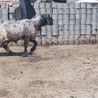 قوچ بختیاری میش