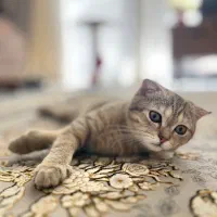 جفتگیری اسکاتیش فولد اصیل