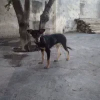 سگ دو برمن ۴ ماهه