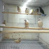 جوجه فنچ گلدین سبز و زرد