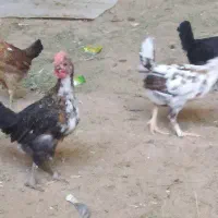 جوجه بومی