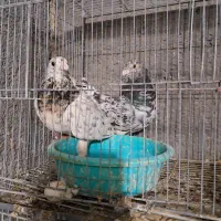 کبوتر|پرنده|مهران (ایلام), |دیوار
