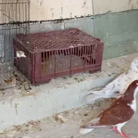 انواع کبوتر