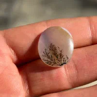 شجر تک درخت